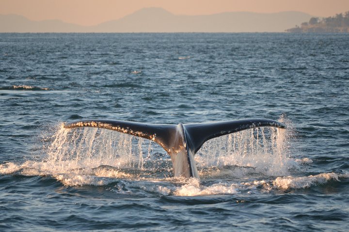 Whale Watching From Friday Harbor - thumb 3