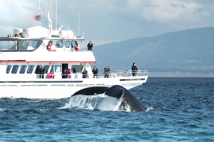 Whale Watching From Friday Harbor - thumb 5