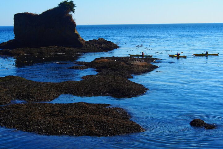 Half-Day Sea Kayaking Trip Near Olympic National Park - thumb 3