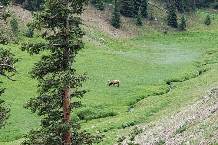 Private Three Hour Afternoon Custom Tour Of Rocky Mountain National Park - thumb 1