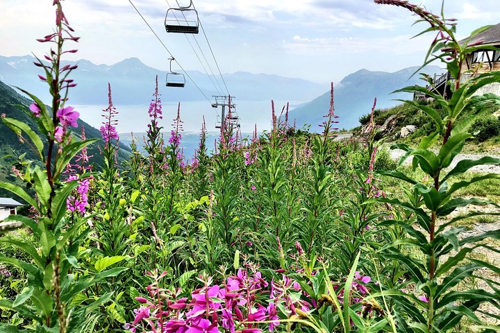 Alaska Crafted Tour And Cruise Transfer- Port Of Seward - thumb 3